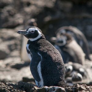 Ancud + Pinguineras de Puñihuil